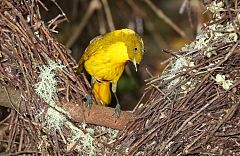 Golden Bowerbird